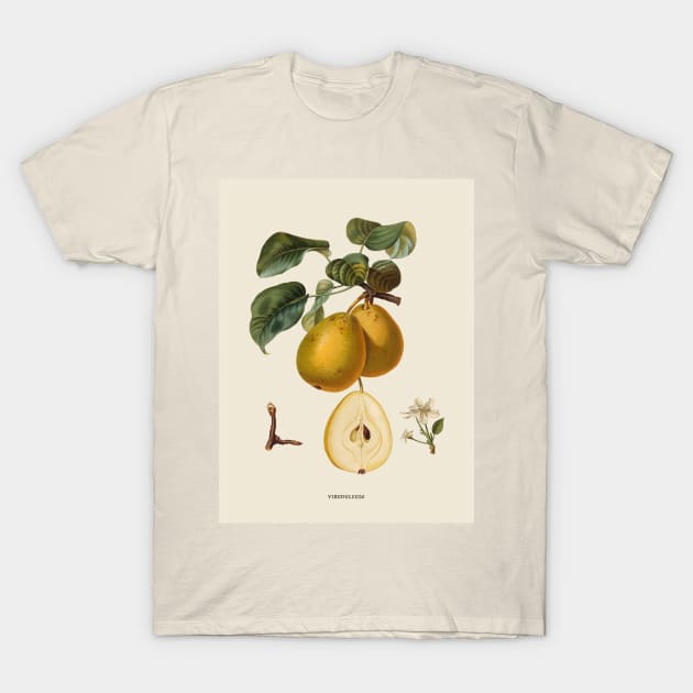 Pear Antique Botanical Illustration T-Shirt by Antiquated Art